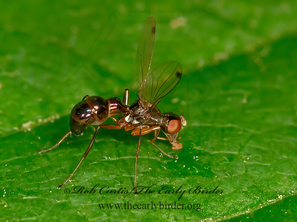 Sepsis  BLACK SCAVENGER FLY 3021006,1