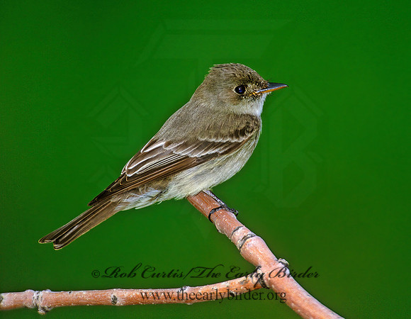 Contopus virens  EASTERN WOOD PEWEE 289528z
