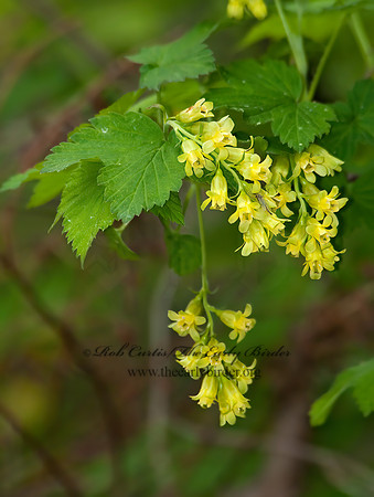 Ribes americanum  AMERICAN BLACK CURRANT 6004913z
