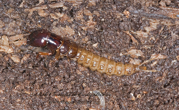 Staphylinidae 6016839 larva