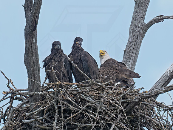 Haliaeetus leucocephalus BALD EAGLE 9087805z
