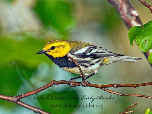 Setophaga virens  BLACK-THROATED GREEN WARBLER 3002109z