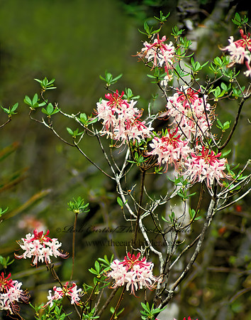 Rhododendrum  AZALEA 14615 z