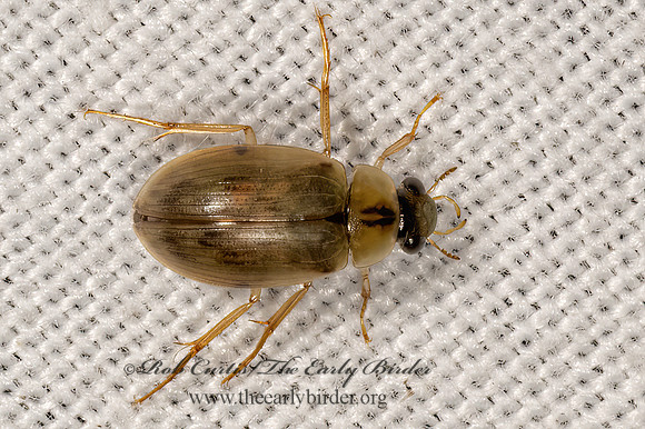 Berosus  WATER SCAVENGER BEETLE 3038036z