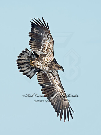Haliaeetus leucocephalus  BALD EAGLE 9018669z