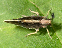 Pintalia vibex CIXIINAE PLANTHOPPER 9040024z