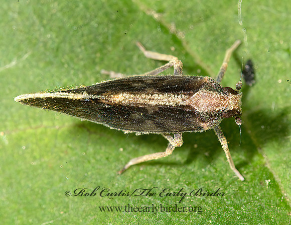 Pintalia vibex  CIXIINAE PLANTHOPPER 9040024z