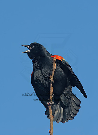 Agelaius phoeniceus  RED-WINGED BLACKBIRD 8001284z