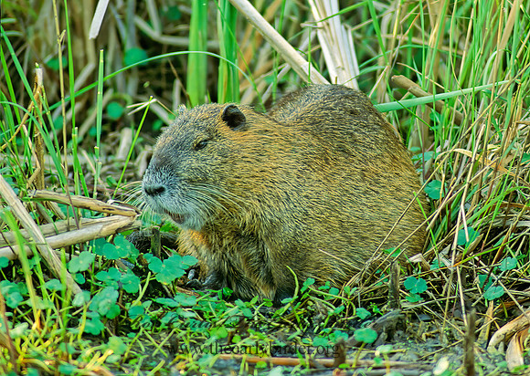 Myocastor coypus  NUTRIA 67013 z
