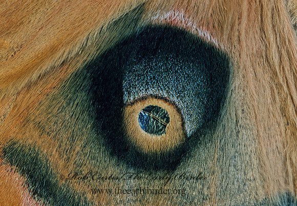 Antheraea polyphemus  POLYPHEMUS MOTH 169335z