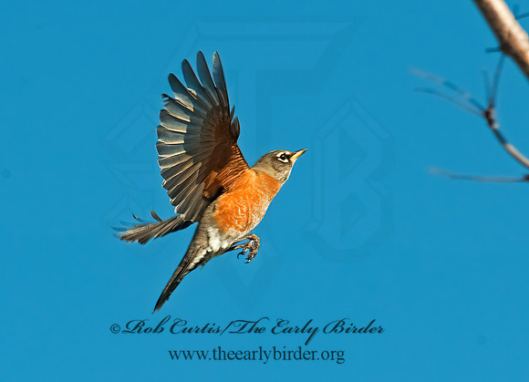 Turdus migratorius  AMERICAN ROBIN 8024578z