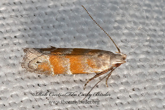 Battaristis vittella  ORANGE STRIPE-BACKED MOTH 3028390z