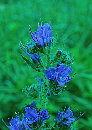 Hydrophyllum virginianum  VIRGINIA WATERLEAF 175311z