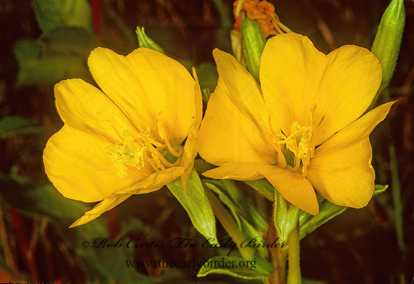 Oenothera biennis  COMMON EVENING PRIMROSE 244318z
