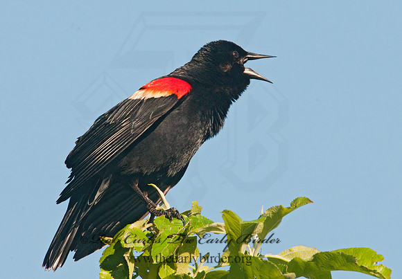 Agelaius phoeniceus  RED-WINGED BLACKBIRD 3001970z