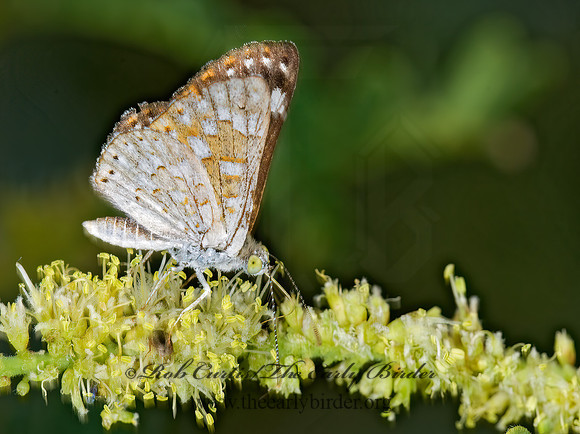 Apodemia mormo mejicanus  MORMON METALMARK 6026106z