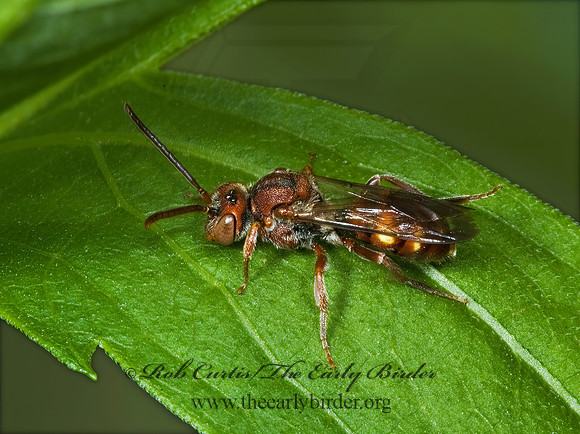 Nomada ruficornis grp  NOMAD BEE 5008830z