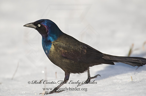 Quiscalus quiscula  COMMON GRACKLE 8001360z