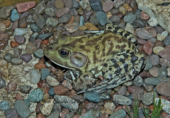 Lithobates catesbeianus  AMERICAN BULLFROG 5012405 z