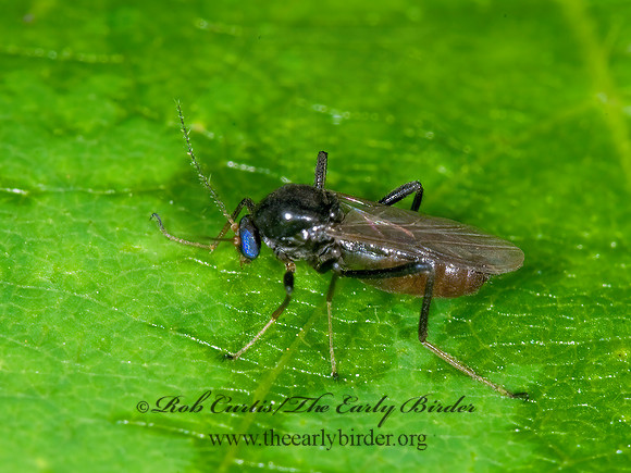 Palpomyia~  BITING MIDGE 6010137z