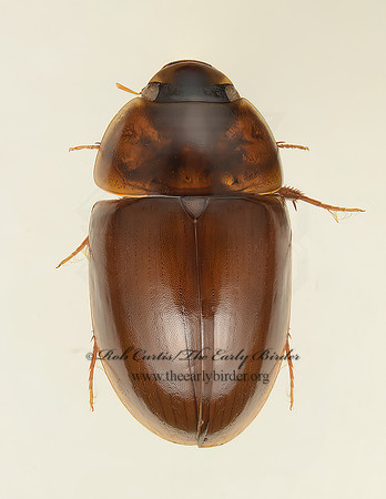Enochrus cinctus 9019472z