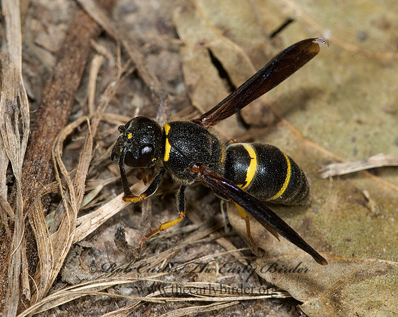 Ancistrocerus adiabatus 6028001z