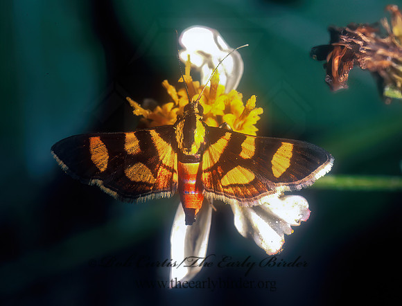 Syngamia florella  RED-WAISTED FLORELLA MOTH 260322z