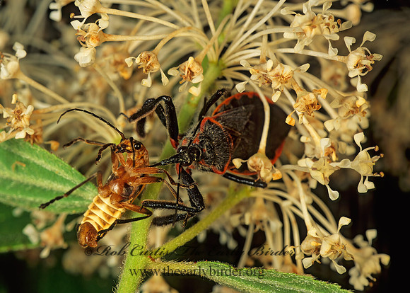 Apiomerus crassipes 173417z
