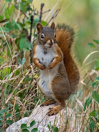 Tamiasciurus hudsonicus  AMERICAN RED SQUIRREL 6036727z