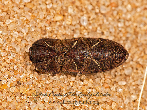 Agrypnus rectangularis  AGRYIPINI CLICK BEETLE 9047360z