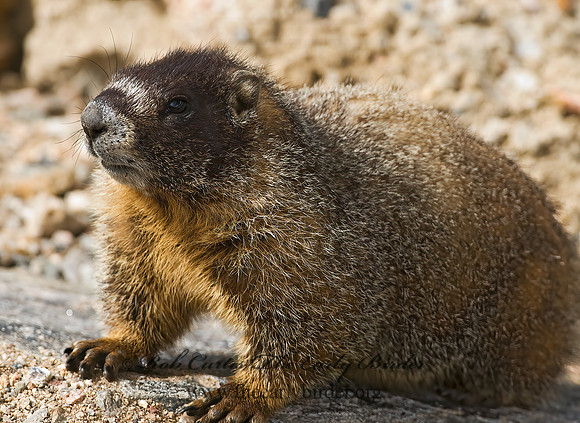 Marmota flaviventris  YELLOW-BELLIED MARMOT 6027343z