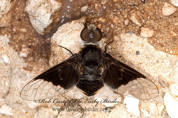 Ins celeris  VILIINI BEE FLY 3031768z