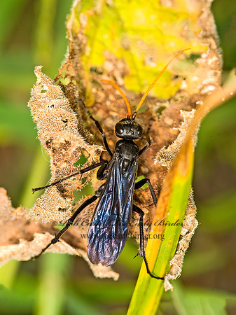 Entypus fulvicornis  SPIDER WASP 9050794z
