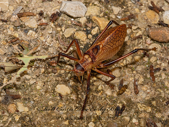 Paracyrtophyllus robustus  RED KATYDID 3041222-z