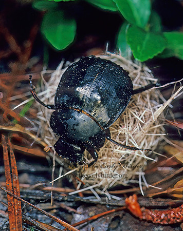 Deltochilum gibbosum 168728z