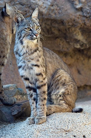 Lynx rufus  BOBCAT 5005744z