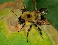 Bombus bimaculatus 2-SPOTTED BUMBLEBEE 1110803 Mz
