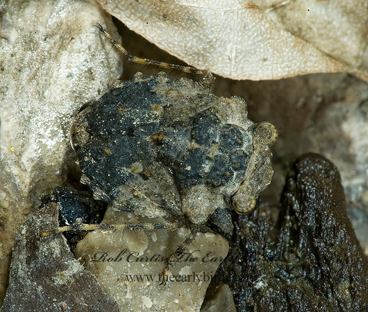 Gelastocoris oculatus 5014086z