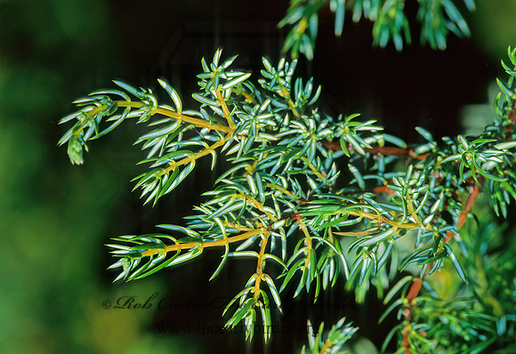 Juniperus communis  DWARF JUNIPER 211505z