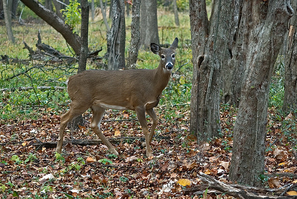 Odocoileus virginianus  WHITE-TAILED DEER 5017112z