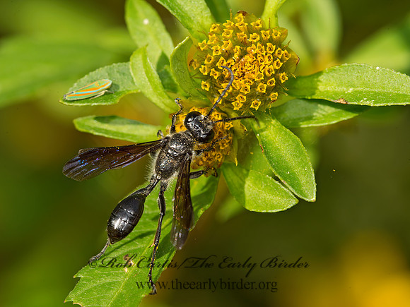 Isodontia mexicana  GRASS-CARRYING WASP 9052864z