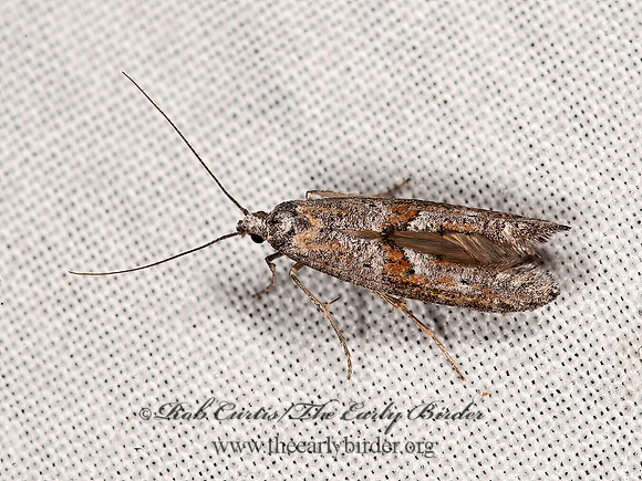 Ochromolopis ramapoella~  FRINGE-TUFTED MOTH 8036939z