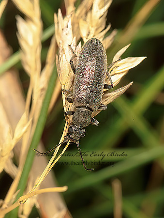 Stereopalpus vestitus  ANTLIKE FLOWER BEETLE 114029 spz