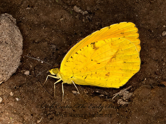 Eurema nicippe  SLEEPY ORANGE 3038173z