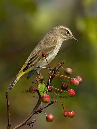 Setophaga palmarum  PALM WARBLER 8018040z