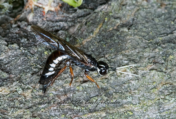 Xiphydria maculata 5008182z