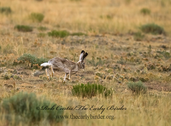 Lepus californicus  BLACK-TAILED JACKRABBIT 6027867z