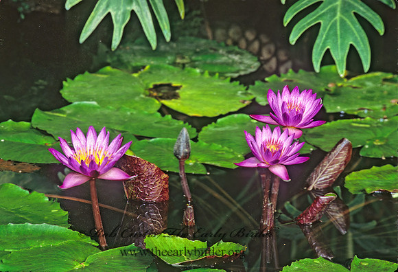 Nymphaeae  x Antares  RED WATER LILY 304423z