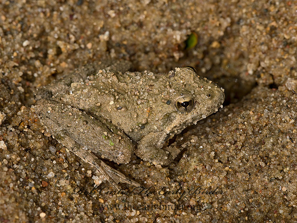 Acris crepitans  NORTHERN CRICKET FROG 9047750 z