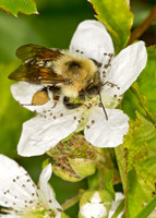 Bombus bimaculatus 2-SPOTTED BUMBLEBEE 9032881z